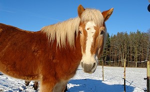 Bilbo, der Haflinger - Bild anklicken zum Vergrern (98 kByte)