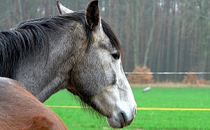 das jngste Pferd: Arpad - Bild anklicken zum Vergrern (79 kByte)