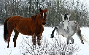 Balanga und Arpad beim Kennenlernen - Bild anklicken zum Vergrern (166 kByte)