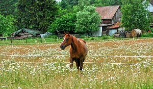 Balanga auf der neuen Weide - Anklicken zum Vergrern (235 kByte)