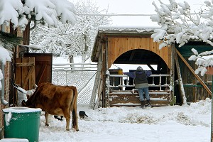 Tiere versorgen auf dem Bauernhof - Anklicken zum Vergrern (115 kByte)