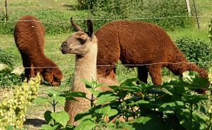 Lama Carmelito und die Alpakas Chico und Kimo - Bild anklicken zum Vergrern (130 kByte)