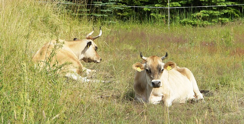 25-Lotte-und-Claudi-liegen-auf-der-Wiese-03-07-2015.jpg
