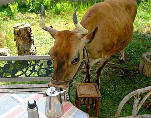 04-2015-05-25-Claudi-beschnuppert-die-Kaffeekanne.jpg