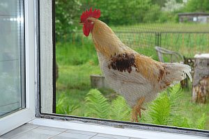 05-2015-05-25-05-der-Hahn-Haensel-vor-dem-Badfenster.JPG