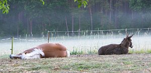 17-Bilbo-und-Leila-im-Morgengrauen-17-06-2015.jpg