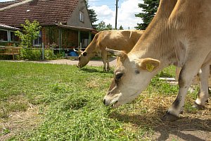 26-Claudi-und-Lotte-essen-06-07-2015.JPG