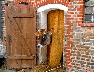 Kuh Lotte in der Stalltr - Anklicken zum Vergrern (199 kByte)