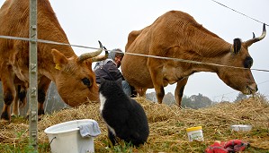 Lara wartet beim Melken auf ihren Anteil an der Milch  - Anklicken zum Vergrern (130 kByte)