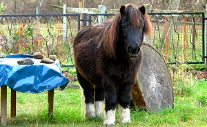 Moritz im Garten - Bild anklicken zum Vergrern (232 kByte)