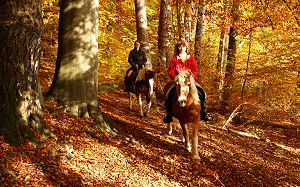 Reiten im Herbstlicht - Anklicken zum Vergrern (262 kByte)