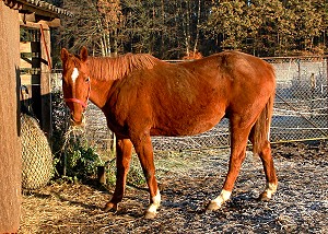 Fuchs-Wallach Renardo - Anklicken zum Vergrern (271 kByte)