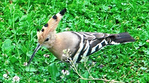 Wiedehopf in der Uckermark - Anklicken zum Vergrern (176 kByte)