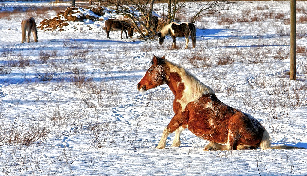 Anica-waelzt-sich-im-Schnee-B1024.jpg