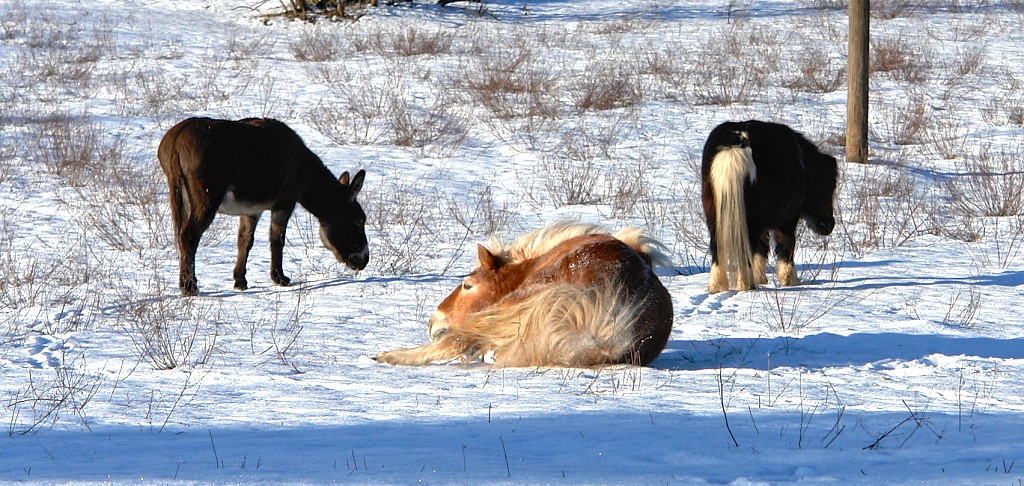 Bilbo-waelzt-sich-im-Schnee-01-B1024.jpg