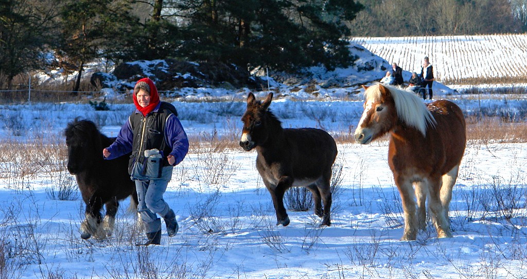 Juliane-laeuft-mit-Moritz-Bilbo-und-Leila-01-B1024.jpg