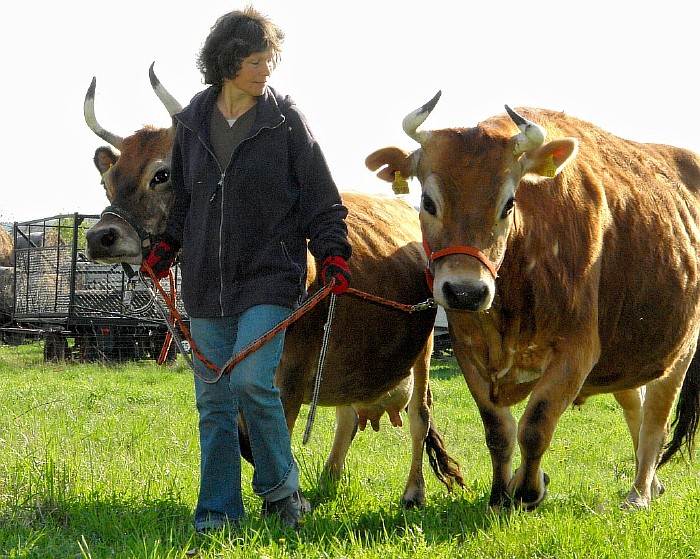 15-Juliane-mit-den-Kuehen-auf-dem-Heimweg-von-Karens-Grundstueck.jpg