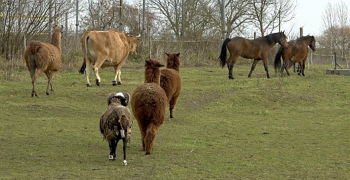 17-auf-die-Weide-02.12.2012.jpg