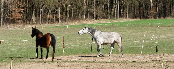 19-im-Wald-verschwunden.jpg