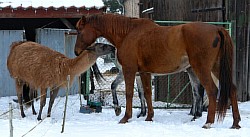 06-Lama-und-Balanga.jpg