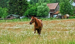 27-Balanga-auf-der-neuen-Weide.jpg