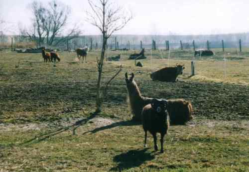 blick aus dem haus