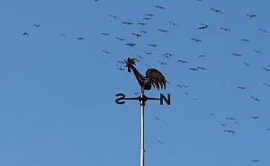 Wetterhahn und Kraniche - Bild anklicken zum Vergrern (123 kByte)