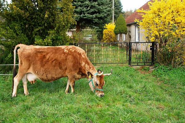 Claudi-im-Garten.JPG