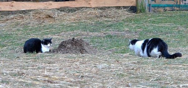 Mausi-und-Lilian.JPG