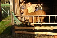 Gerold-beim-Lama-zum-Klauenschneiden.JPG