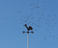 der-wetterhahn-und-die-kraniche.jpg