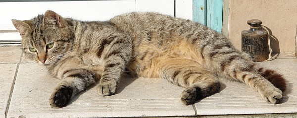 zugelaufenes-Katerchen.jpg