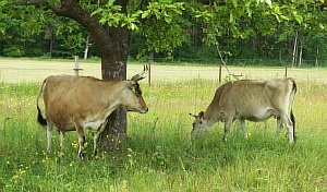 Claudi-beobachtet-Lotte-06.jpg