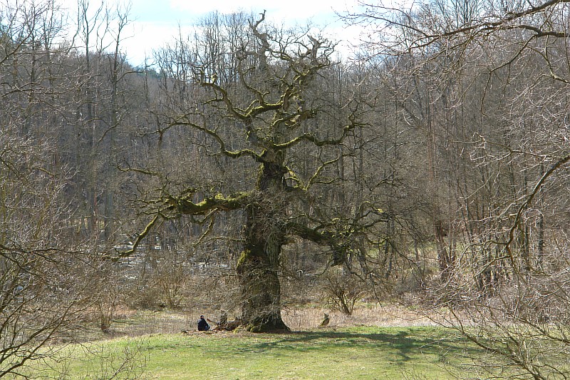 06-die-alte-Eiche-Gesamtansicht.JPG