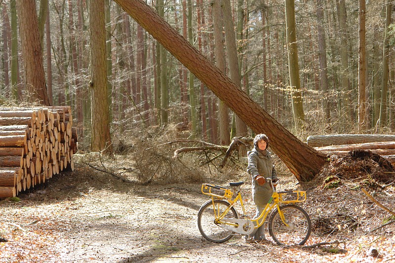 07-Sturmschaden-an-der-Laerchenallee-01.JPG