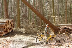 07-Sturmschaden-an-der-Laerchenallee-01.JPG