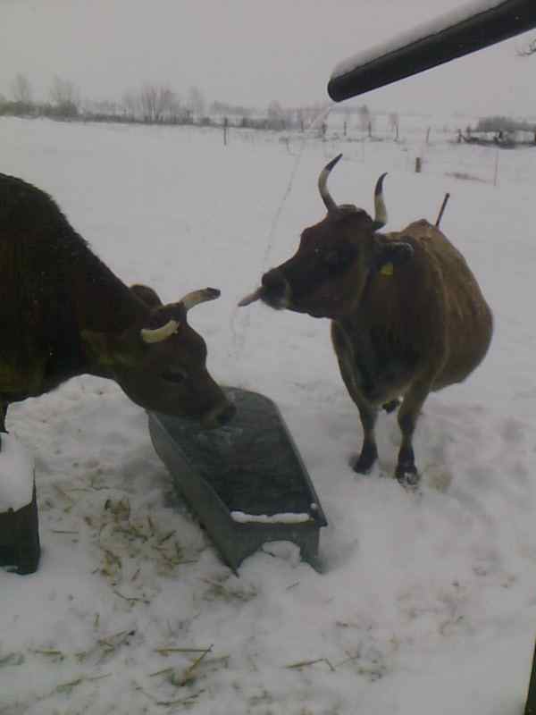 rinder_im_winter