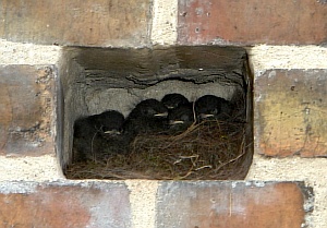 02-Nest.jpg