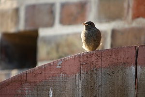 04-Rotschwanz-Junges-verlaesst-das-Nest.JPG