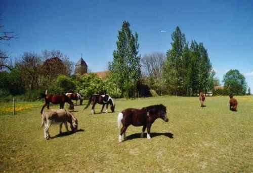 wiese hinter der kirche