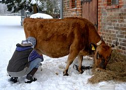 Melken-im-Schnee.jpg