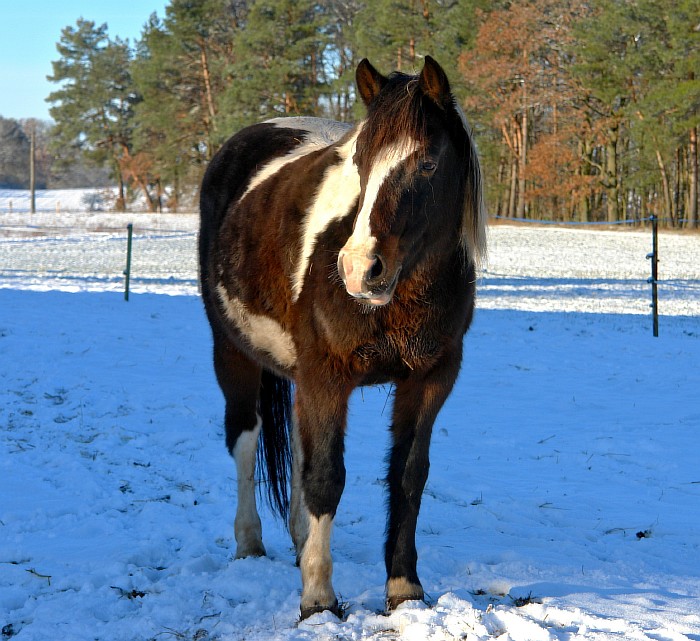 10-Ariki-im-Winter.jpg